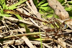 Phanogomphus minutus