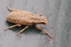 Sitona macularius