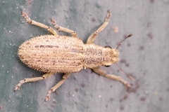 Sitona macularius