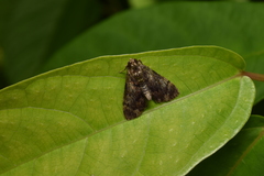Trichotophysa jucundalis