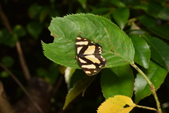 Psychostrophia melanargia