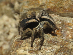 Aelurillus luctuosus