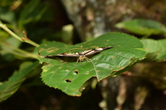 Psychostrophia melanargia