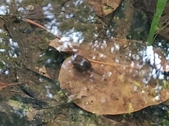 Leptobrachium hendricksoni