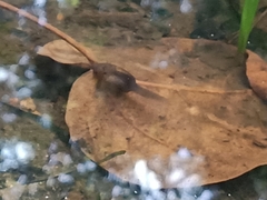 Leptobrachium hendricksoni