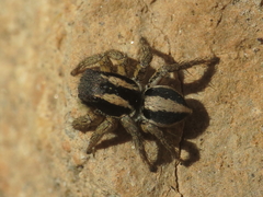 Aelurillus luctuosus