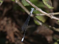 Labidiosticta vallisi