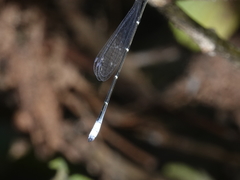 Labidiosticta vallisi