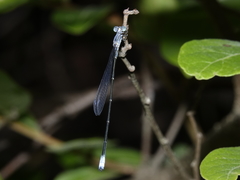 Labidiosticta vallisi