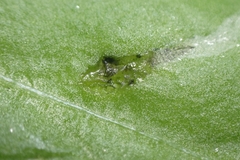Pterygota