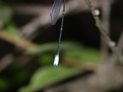 Labidiosticta vallisi