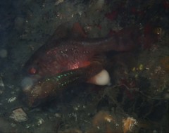 Vincentia novaehollandiae