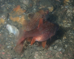 Vincentia novaehollandiae