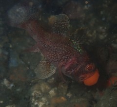 Vincentia novaehollandiae
