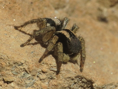Aelurillus luctuosus
