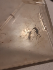 Toxorhynchites speciosus