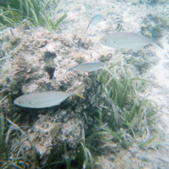 Caranx