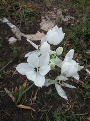 Ornithogalum arabicum