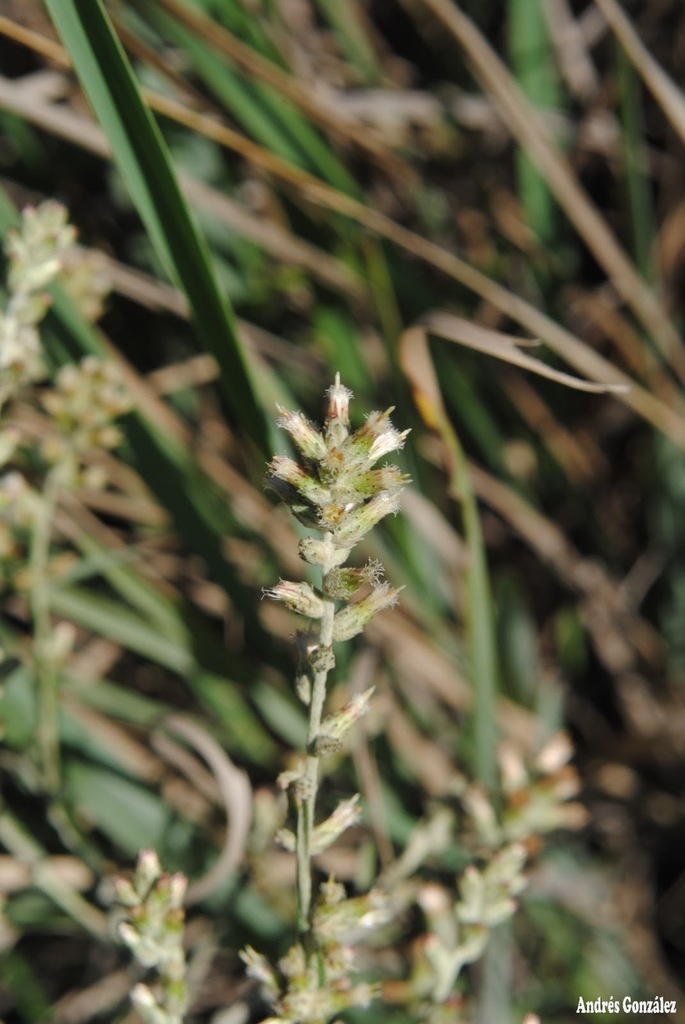Pterocaulon cordobense