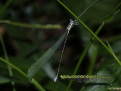 Labidiosticta vallisi