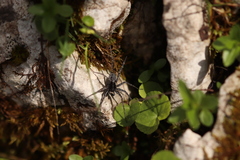 Pardosa saturatior