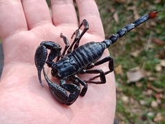 Heterometrus spinifer