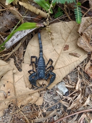 Heterometrus spinifer