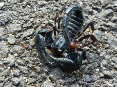 Heterometrus spinifer