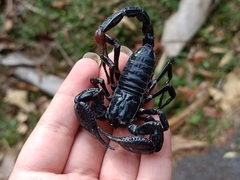 Heterometrus spinifer