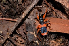 Ectomocoris ornatus