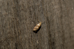 Cochylidia implicitana