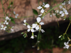 Raphanus sativus sativus