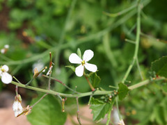 Raphanus sativus sativus