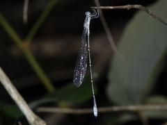 Labidiosticta vallisi