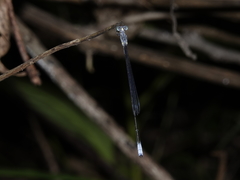 Labidiosticta vallisi