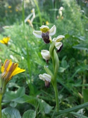 Ophrys fusca pallida