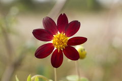 Dahlia cordifolia
