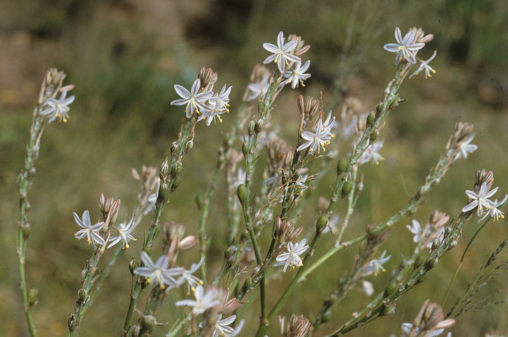 Trachyandra muricata, Below Middle Traverse
