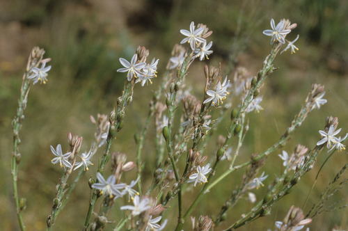 Trachyandra muricata