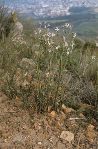 Trachyandra muricata