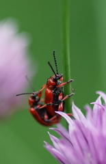 Lilioceris merdigera