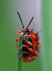 Lilioceris merdigera