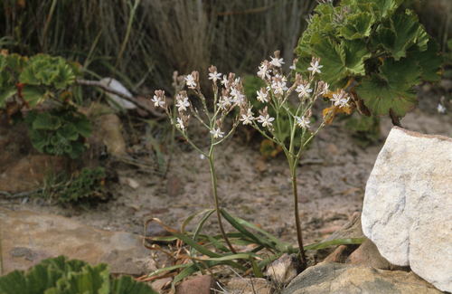 Trachyandra muricata