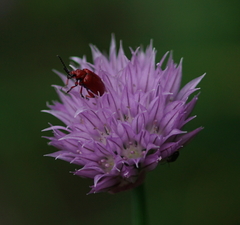 Lilioceris merdigera