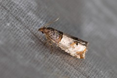 Notocelia incarnatana