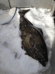 Hippoglossus stenolepis