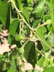 Grewia flavescens