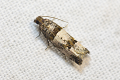 Notocelia incarnatana