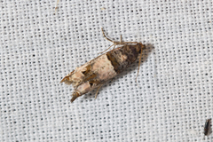 Notocelia incarnatana