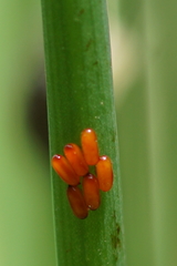 Lilioceris merdigera